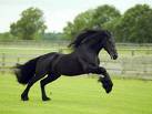 il est trops ce frison